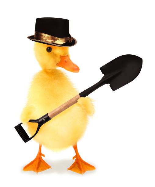 istock Cute cool duckling gravedigger or duck undertaker with spade funny conceptual image 1312254308