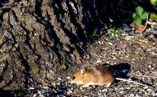 Wood mouse is found across most of Europe and is a very common and widespread species,