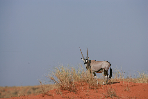 A lone gemsbok on a dune in the Kalahari