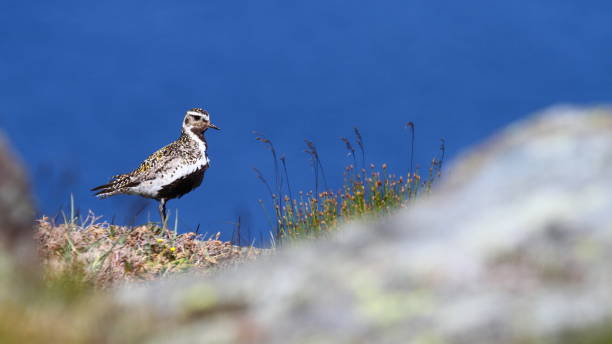 Golden Plover (Pluvialis apricaria) Bird apricaria stock pictures, royalty-free photos & images
