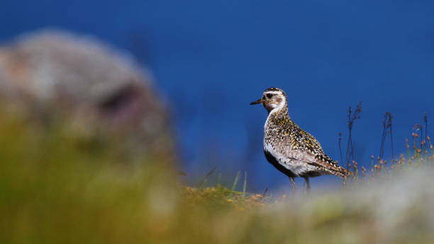 Golden Plover (Pluvialis apricaria) Bird apricaria stock pictures, royalty-free photos & images