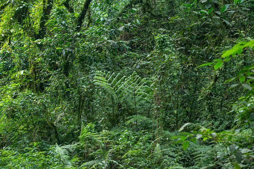 Evergreen cloud forest in eastern Congo. This type of forests is created by a wet and moisture climate and is characterized by a high incidence of low-level cloud cover - the forest is that dence that there is rarely light coming until to ghe ground.