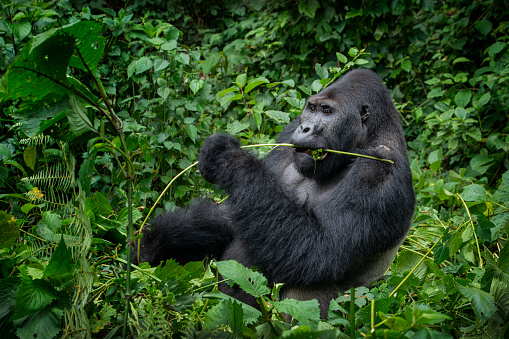 Silverback (dominant male) Eastern Lowland Gorilla (gorilla beringei graueri) is feeding. Location: Kahuzi Biega National Park, South Kivu, DR Congo, Africa. Shot in wildlife.