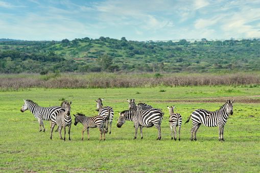 Giraffes and zebras in the African savanna at sunset. Serengeti National Park. Tanzania. Africa.