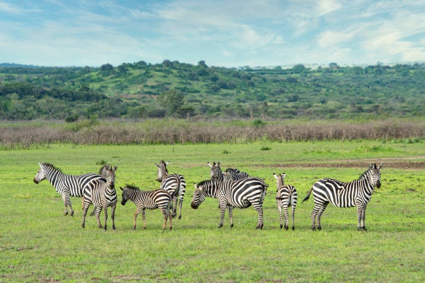Group of Zebras in Akagera National park, Rwanda Group of Zebras in the plains of Akagera National Park in Rwanda. Akagera National Park covers 1,200 km² in eastern Rwanda, along the Tanzanian border. akagera national park stock pictures, royalty-free photos & images