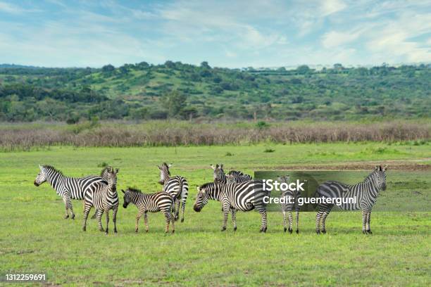 Group Of Zebras In Akagera National Park Rwanda Stock Photo - Download Image Now - Akagera National Park, Africa, Plains Zebra