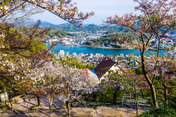 istock Beautiful full bloom Sakura in spring time over blue sky, Hiroshima, Japan. 1312259701