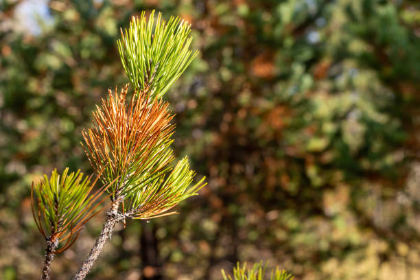 istock Top of a coniferous tree branch 1312260223