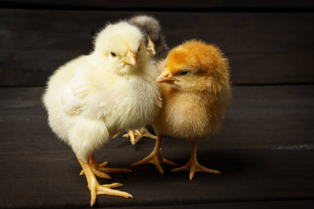 istock colored chickens on a dark wooden background. a pet 1312260318