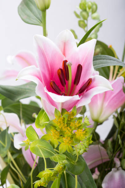 istock Close up of pink lily flower 1312261264