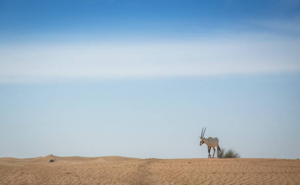 istock arabian oryx in a desert near Dubai 1312261430
