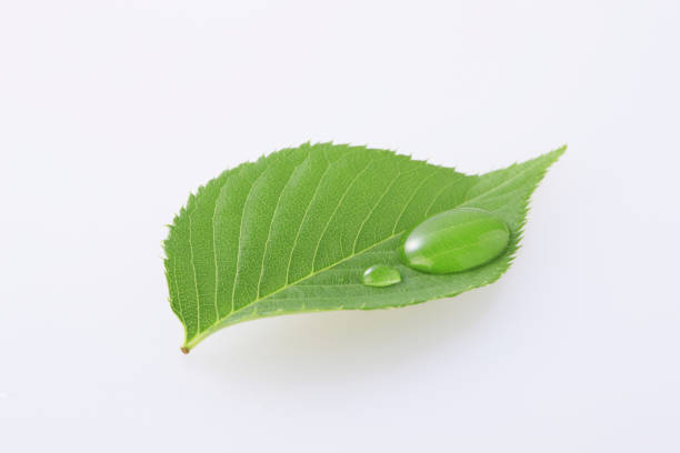 istock Fresh green leaves and water drops 1312262077