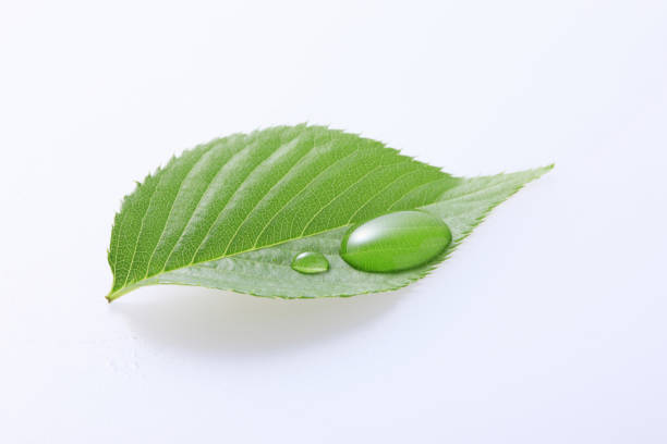istock Fresh green leaves and water drops 1312262134