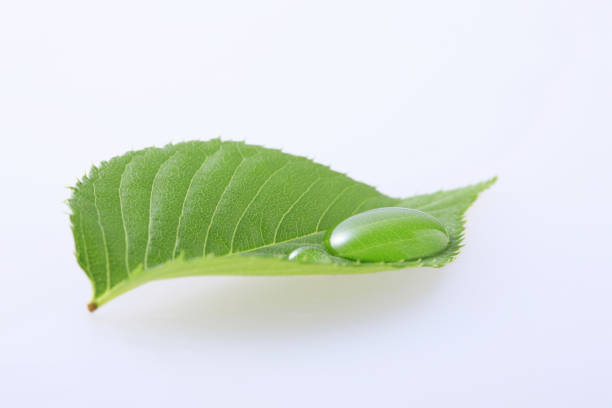 istock Fresh green leaves and water drops 1312262151