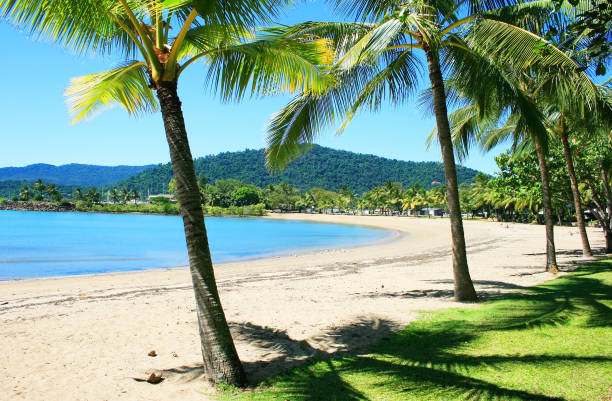 Rex Smeal Park in Port Douglas, palm trees and beach Rex Smeal Park in Port Douglas with tropical palm trees and beach, Australia port douglas photos stock pictures, royalty-free photos & images