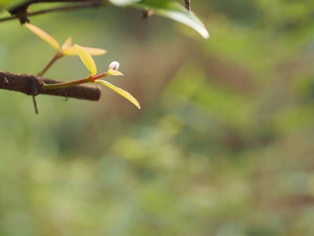 istock be in a bud, put forth fresh leaves, Sprouting young leaves on tree, green nature background 1312264049
