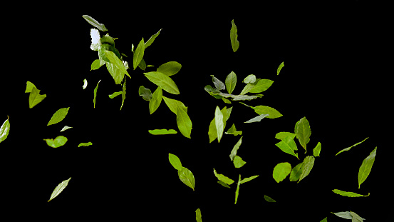 Close-up of dried bay leaves flying in air against black background.