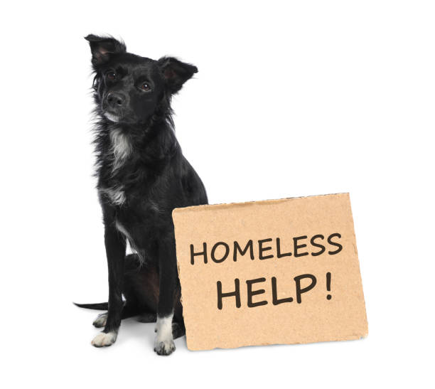 istock Cute dog and piece of cardboad with text Homeless Help on white background. Lonely pet 1312265047