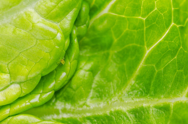 Plant louse, sap-sucking aphid, on green Romaine lettuce leaf