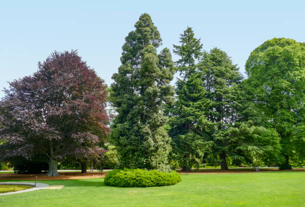 istock Christchurch Botanic Gardens 1312266782