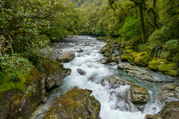 istock Cleddau River in New Zealand 1312266849