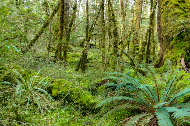 istock Vegetation around Fjordland 1312267909