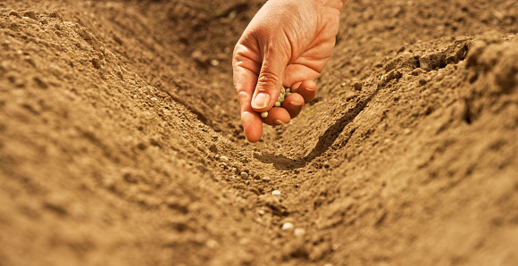 Close-up of female hand sowing mustard seeds in farm.