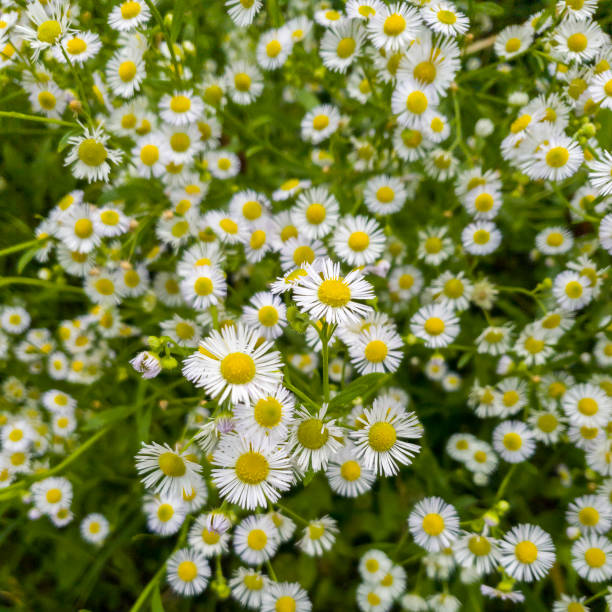 istock Chamomile or daisy flower on the green natural background 1312271111