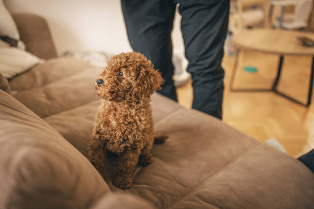 istock Brown bichon frise sitting on sofa and looking away 1312272202