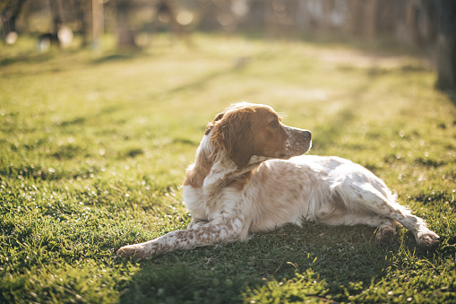 Cute brittany spaniel dog lying on grass field in back yard on sunny day