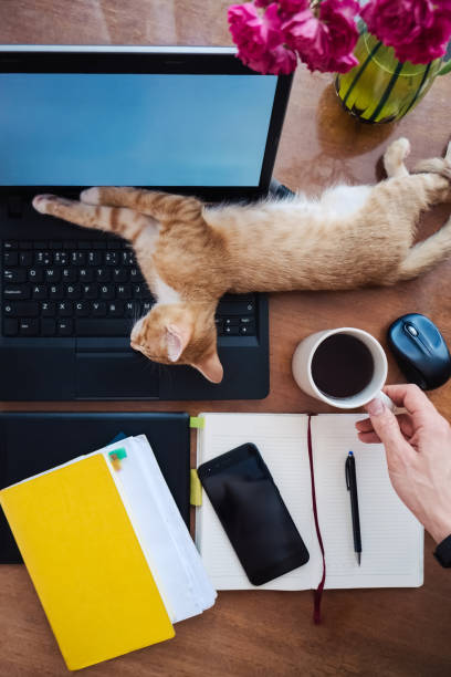 Lazy working at home - funny cat sleeping on work desk stock photo
