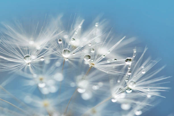 gotas de agua - dandelion water flower abstract fotografías e imágenes de stock