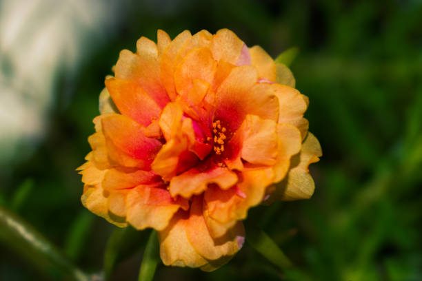 istock Flowers which have beautiful orange colors 1312273599
