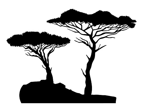 Black silhouette of two trees baobabs with bush. Simple tree icon. Nature concept. Black tropical plant isolated at white background. Decorative element, stencil. Vector black illustration