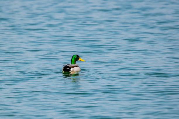 istock View of mallard duck on a lake 1312276759