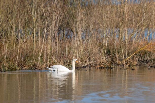 istock View of white swan on a lake 1312276775