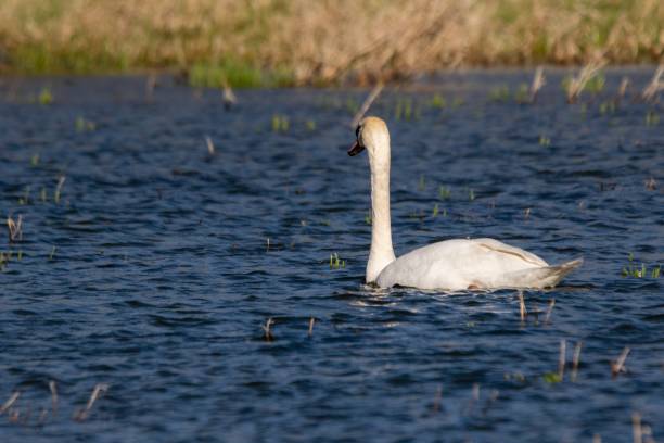 istock View of white swan on a lake 1312276814