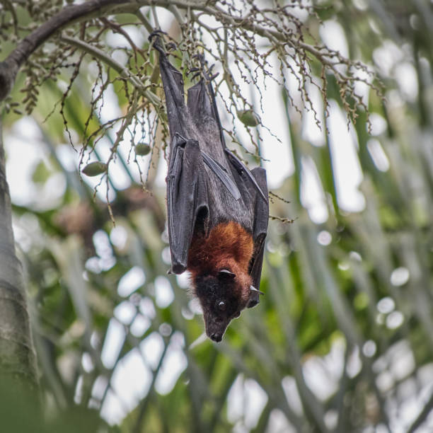 flying fox called megabat, in latin pteropodidae, hangs upside down from a palm tree - shorted imagens e fotografias de stock