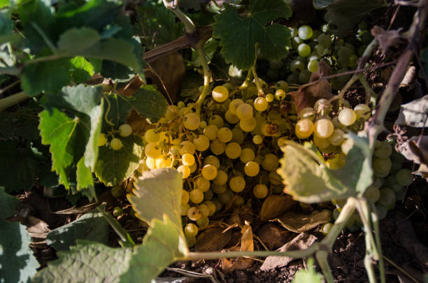 istock bunch of grapes on a vine 1312278695