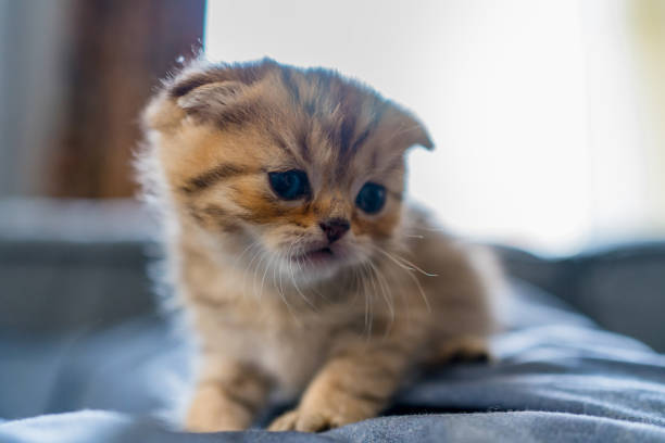 istock British Shorthair kitten 1312279526