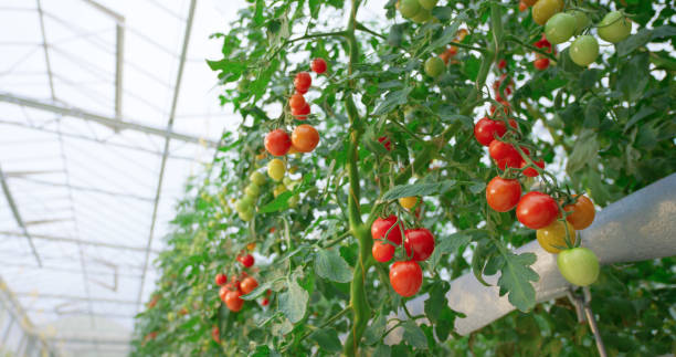 Tomato plants growing in greenhouse Hydroponic tomato plants growing in greenhouse. tomato plant photos stock pictures, royalty-free photos & images