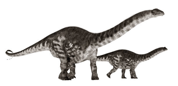 istock Dinosaur Apatosaurus isolated on white background 1312279600