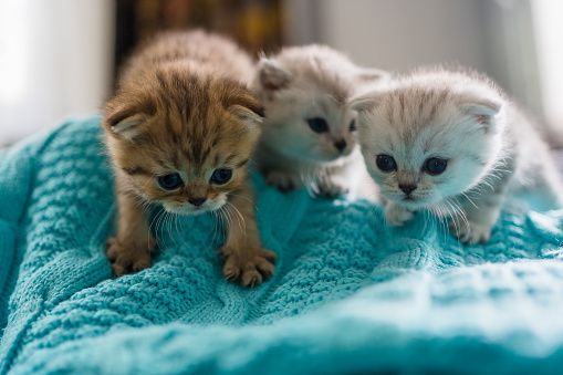 Group British Shorthair kittens