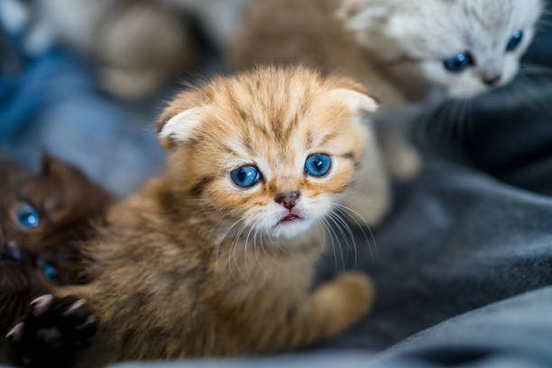 istock British Shorthair kitten 1312279750