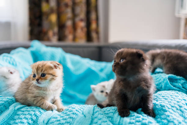 istock Group British Shorthair kittens 1312279953