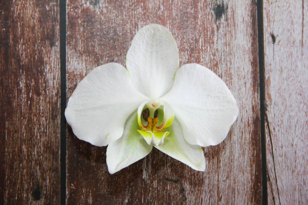 istock white orchid flowers with large petals 1312280106