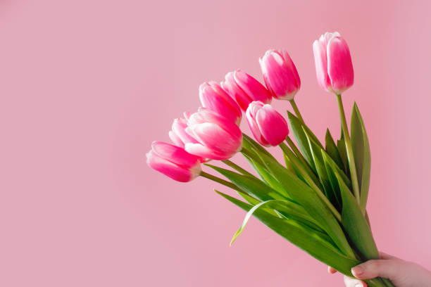 istock Pink tulips on the pink background. 1312280266