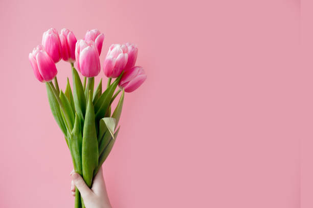 istock Pink tulips on pink background with copy space. 1312280278