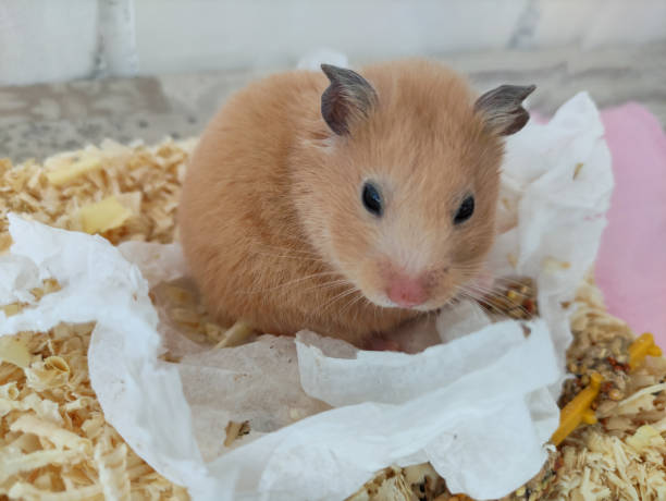 istock Cute syrian hamster look at camera close-up 1312281720