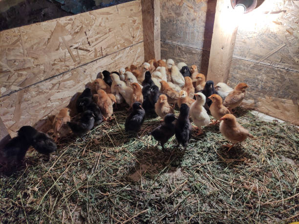 istock Little chickens in the poultry farm 1312281904
